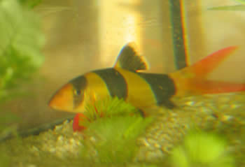 Botia macracanthus