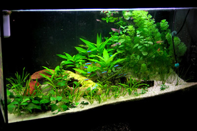 Aquarium vu de face avec les plantes