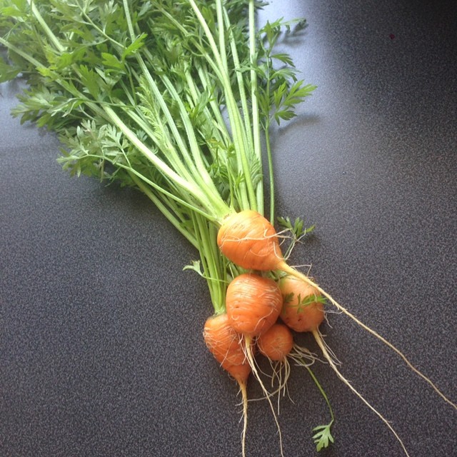 Carottes rondes