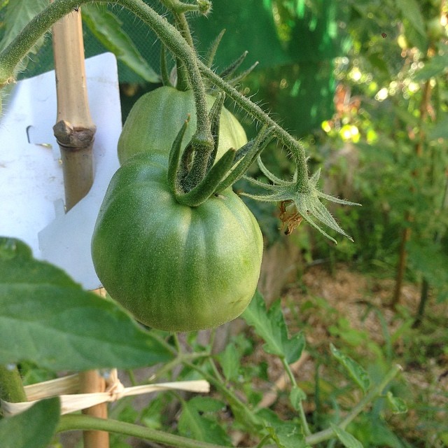 Cœur de bœuf - tomate