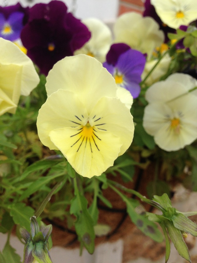 Fleur pensée jaune prise en gros plan