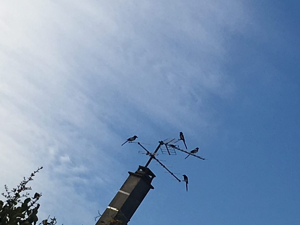 Pies sur un rateau d'antenne
