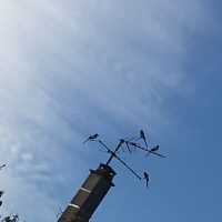 Pies sur un rateau d'antenne