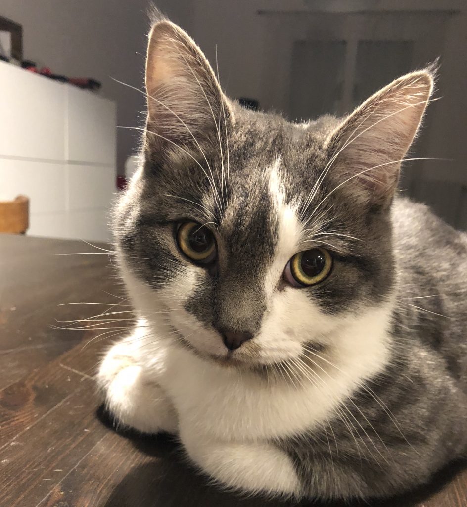 Pixel, un chat tigré européen (gris et blanc)
