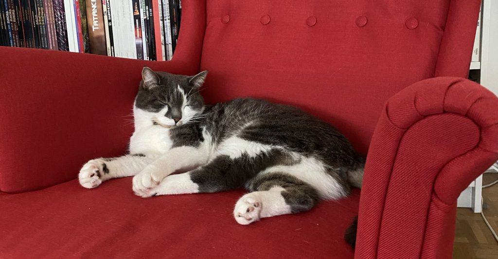 Chat qui dort dans le fauteuil