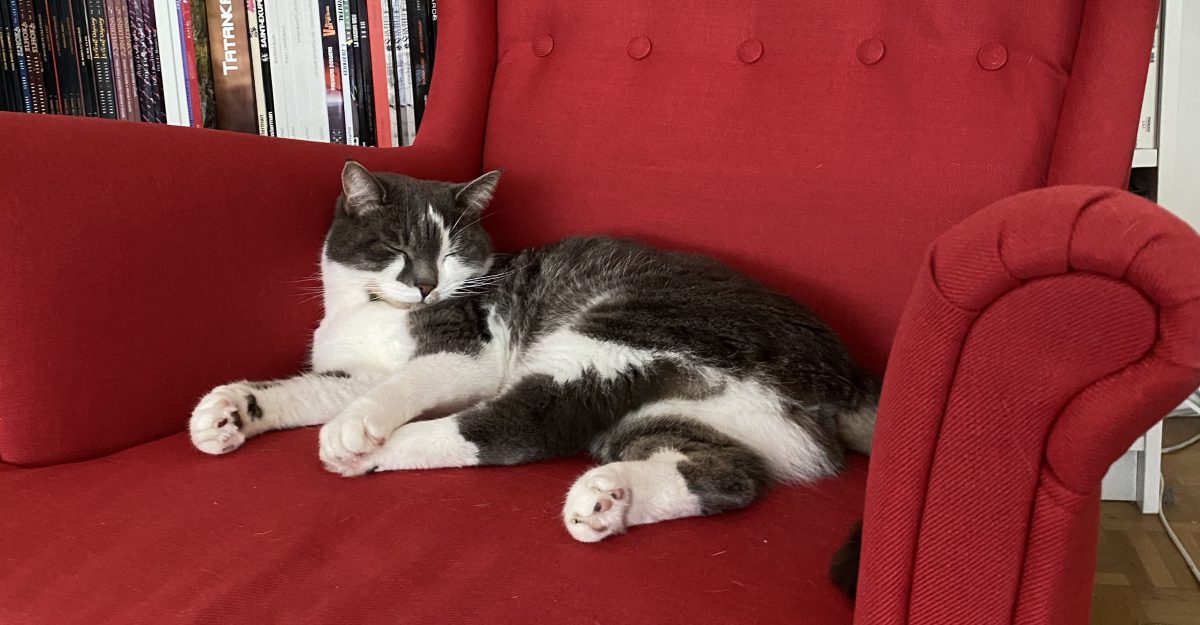Chat qui dort dans le fauteuil