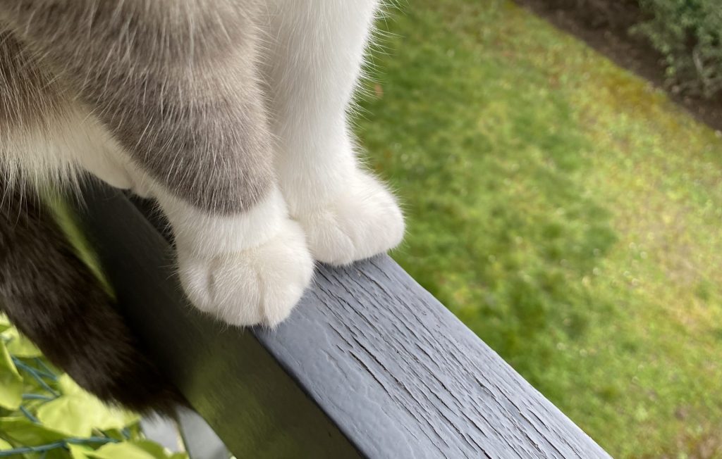 Pattes de chat sur la rambarde du balcon