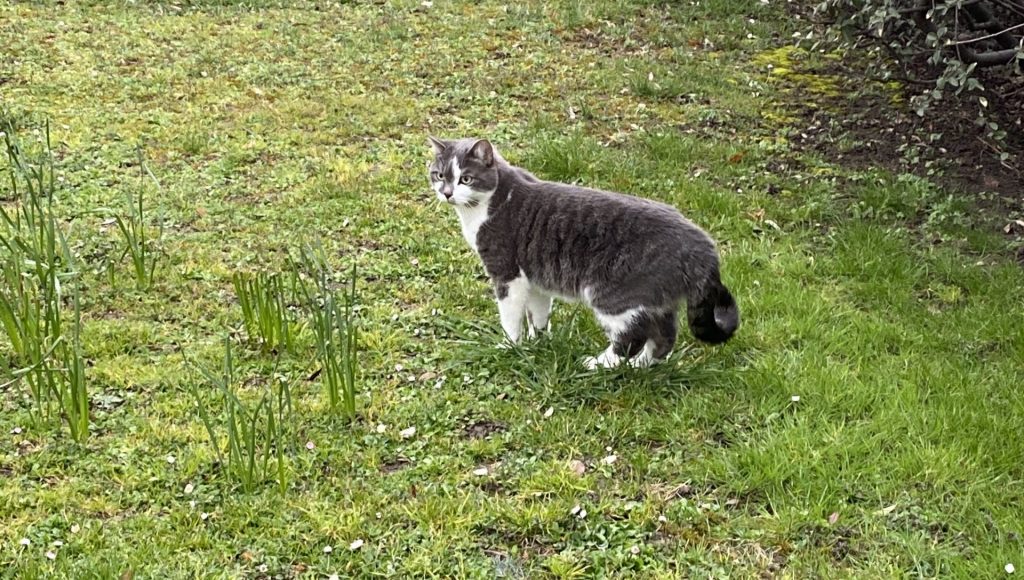 Pixel en train de se dégourdir les pattes dans le jardin