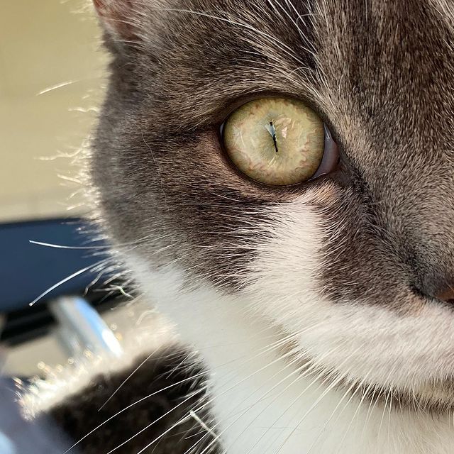 Détail de l'oeil de Pixel, avec le contour de sa tête avec les poils