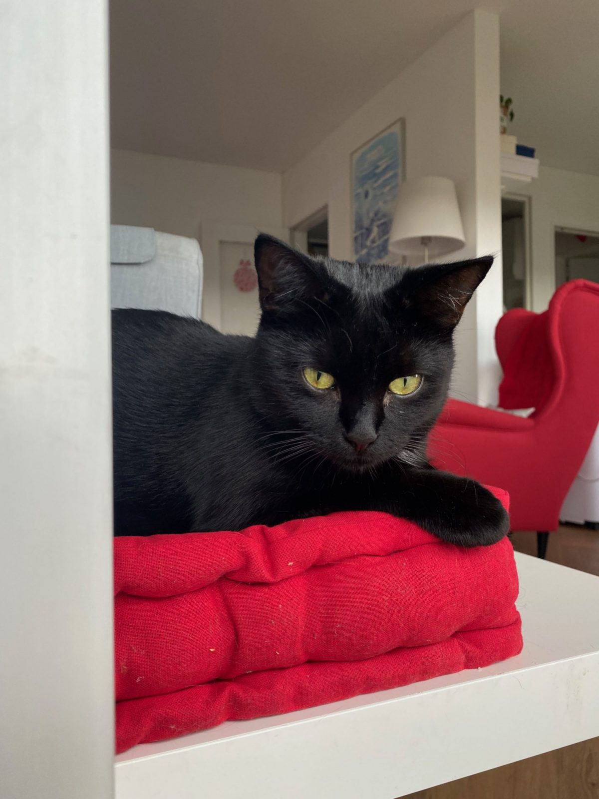 chat noir sur un coussin rouge