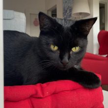 chat noir sur un coussin rouge