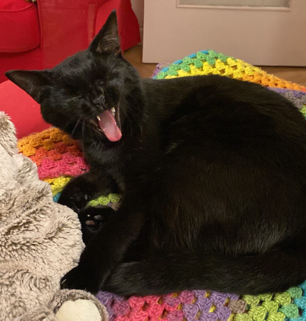 Chatte noir qui baille aux corneilles, la langue rose et les crocs bien visibles. On la voit sur une couverture arc-en-ciel