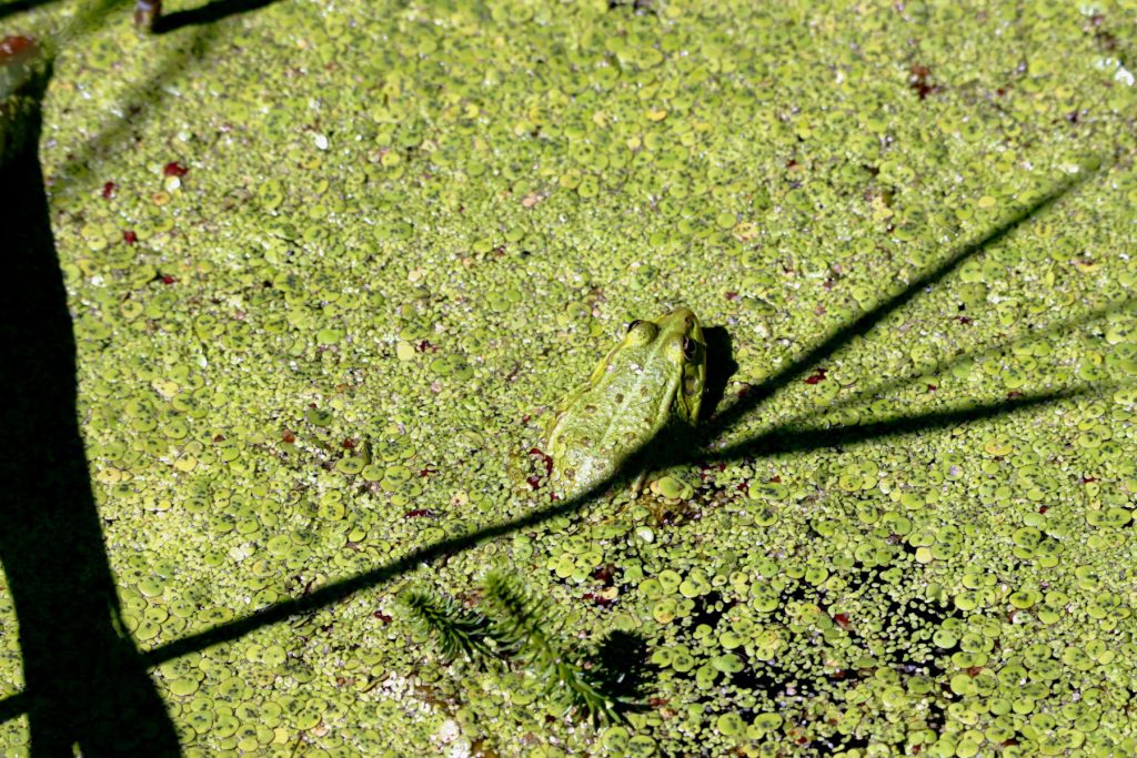 Grenouille verte immergée dans une eau recouverte d'herbes aquatiques. On ne la perçoit pas bien, elle est de la même couleur.