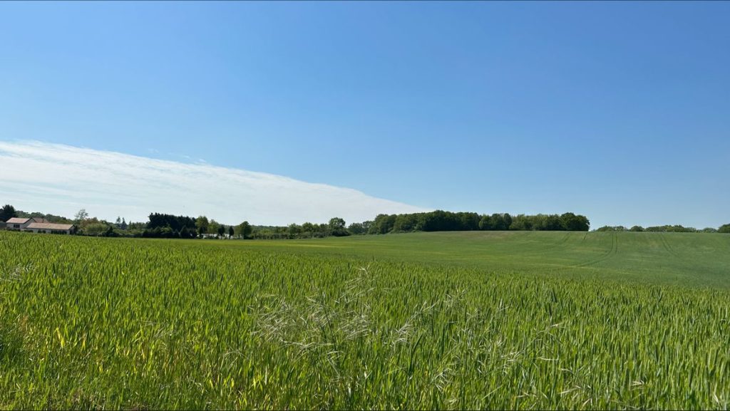 étendue verte d'un champ, avec un ciel bleu et à l'horizon on aperçoit des arbres et un nuage qui touche l'horizon et les arbres mais le reste du ciel est bleu.