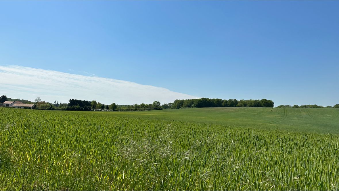 étendue verte d'un champ, avec un ciel bleu et à l'horizon on aperçoit des arbres et un nuage qui touche l'horizon et les arbres mais le reste du ciel est bleu.